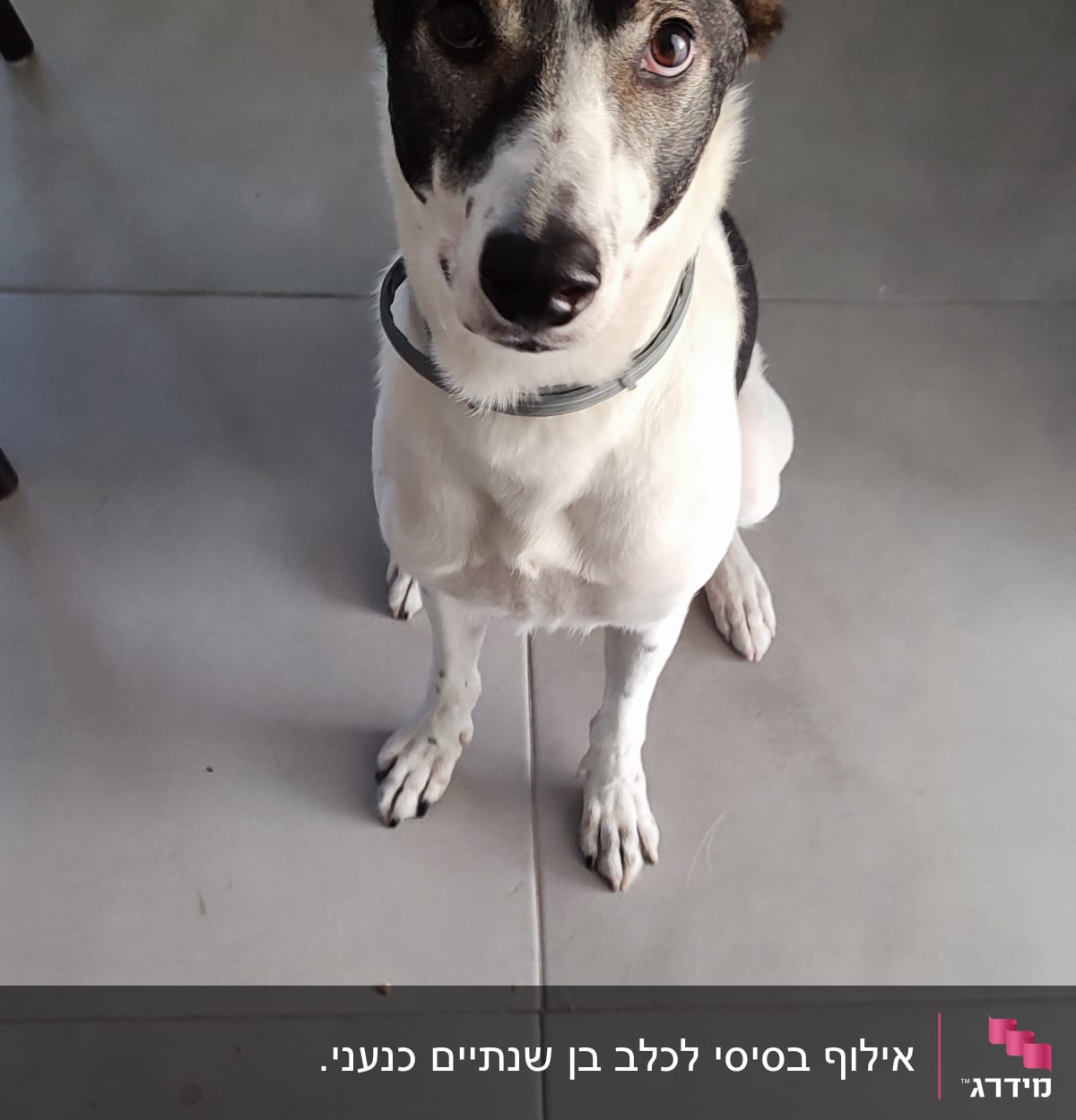 כלב יושב על רצפה, מביט למצלמה